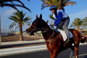 Las carreras de caballos toman la Avenida del Cabildo (TA y Francisco Javier Santana)