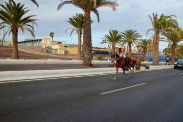 Las carreras de caballos toman la Avenida del Cabildo (TA y Francisco Javier Santana)