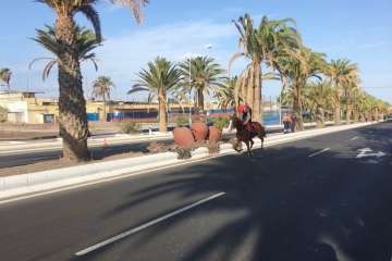 Las carreras de caballos toman la Avenida del Cabildo (TA y Francisco Javier Santana)