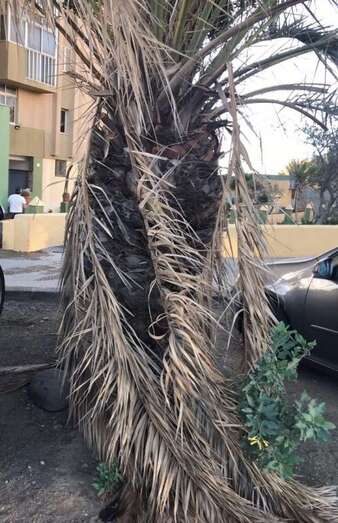 Palmera con sus hojas abatidas por falta de riego y cuidados en el Valle de Jinámar (Foto TA)
