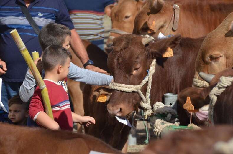 Unos niños acarician unas vacas de la feria (Foto  Francisco Javier Santana)