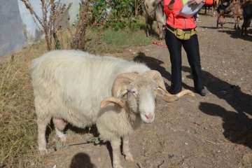 La feria de ganado despega en Jinámar (Foto Antonio Alí y Francisco Javier Santana)
