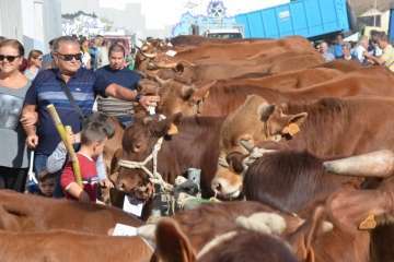 La feria de ganado despega en Jinámar (Foto Antonio Alí y Francisco Javier Santana)