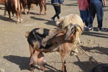La feria de ganado despega en Jinámar (Foto Antonio Alí y Francisco Javier Santana)