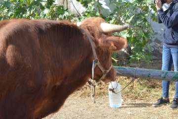 La feria de ganado despega en Jinámar (Foto Antonio Alí y Francisco Javier Santana)