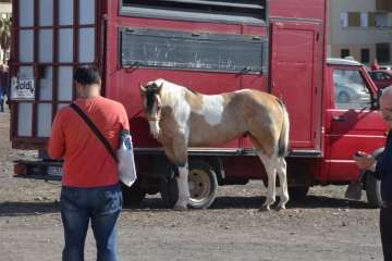 La feria de ganado despega en Jinámar (Foto Antonio Alí y Francisco Javier Santana)
