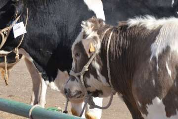 La feria de ganado despega en Jinámar (Foto Antonio Alí y Francisco Javier Santana)