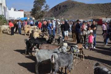 La feria de ganado despega en Jinámar (Foto Antonio Alí y Francisco Javier Santana)