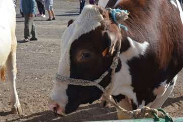 La feria de ganado despega en Jinámar (Foto Antonio Alí y Francisco Javier Santana)