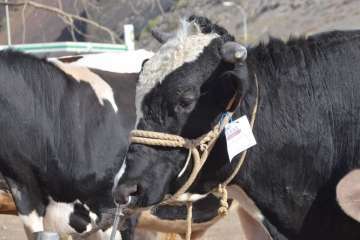 La feria de ganado despega en Jinámar (Foto Antonio Alí y Francisco Javier Santana)