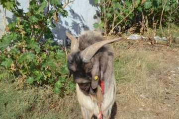 La feria de ganado despega en Jinámar (Foto Antonio Alí y Francisco Javier Santana)