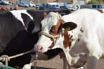La feria de ganado despega en Jinámar (Foto Antonio Alí y Francisco Javier Santana)