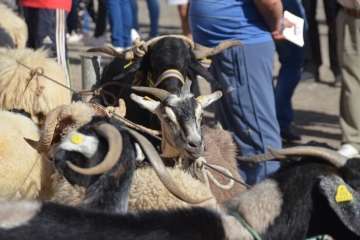 La feria de ganado despega en Jinámar (Foto Antonio Alí y Francisco Javier Santana)