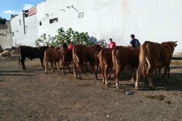 La feria de ganado despega en Jinámar (Foto Antonio Alí y Francisco Javier Santana)