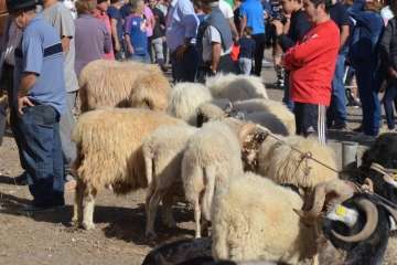 La feria de ganado despega en Jinámar (Foto Antonio Alí y Francisco Javier Santana)
