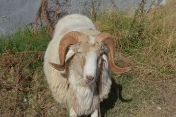 La feria de ganado despega en Jinámar (Foto Antonio Alí y Francisco Javier Santana)