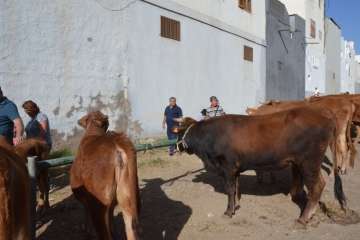 La feria de ganado despega en Jinámar (Foto Antonio Alí y Francisco Javier Santana)