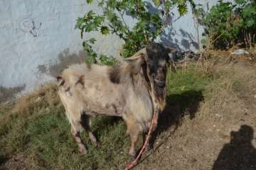 La feria de ganado despega en Jinámar (Foto Antonio Alí y Francisco Javier Santana)