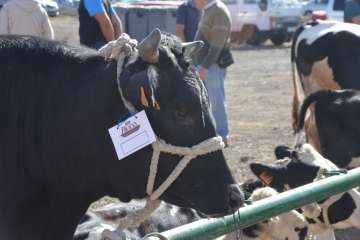 La feria de ganado despega en Jinámar (Foto Antonio Alí y Francisco Javier Santana)