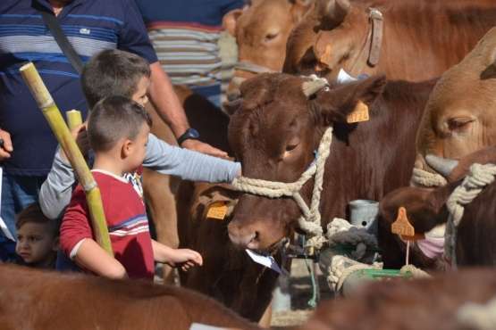 La feria de ganado despega en Jinámar (Foto Antonio Alí y Francisco Javier Santana)