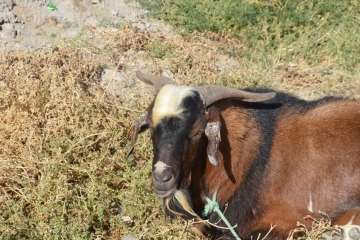 La feria de ganado despega en Jinámar (Foto Antonio Alí y Francisco Javier Santana)