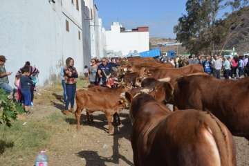La feria de ganado despega en Jinámar (Foto Antonio Alí y Francisco Javier Santana)