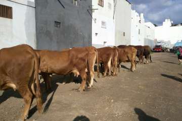 La feria de ganado despega en Jinámar (Foto Antonio Alí y Francisco Javier Santana)