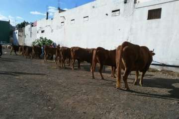 La feria de ganado despega en Jinámar (Foto Antonio Alí y Francisco Javier Santana)