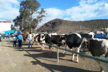 La feria de ganado despega en Jinámar (Foto Antonio Alí y Francisco Javier Santana)