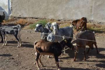 La feria de ganado despega en Jinámar (Foto Antonio Alí y Francisco Javier Santana)