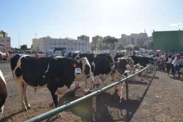 La feria de ganado despega en Jinámar (Foto Antonio Alí y Francisco Javier Santana)