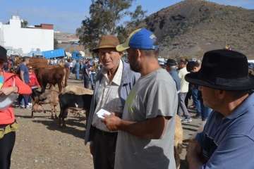 La feria de ganado despega en Jinámar (Foto Antonio Alí y Francisco Javier Santana)