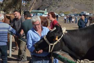 La feria de ganado despega en Jinámar (Foto Antonio Alí y Francisco Javier Santana)