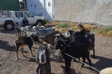 La feria de ganado despega en Jinámar (Foto Antonio Alí y Francisco Javier Santana)