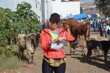 La feria de ganado despega en Jinámar (Foto Antonio Alí y Francisco Javier Santana)