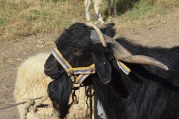 La feria de ganado despega en Jinámar (Foto Antonio Alí y Francisco Javier Santana)