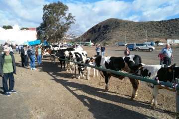 La feria de ganado despega en Jinámar (Foto Antonio Alí y Francisco Javier Santana)