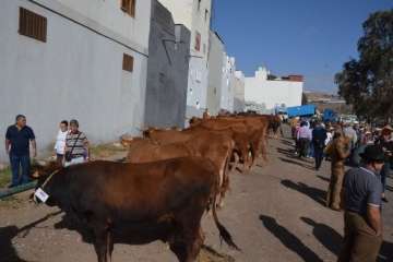 La feria de ganado despega en Jinámar (Foto Antonio Alí y Francisco Javier Santana)