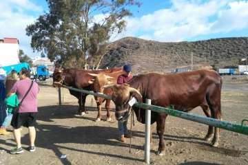 La feria de ganado despega en Jinámar (Foto Antonio Alí y Francisco Javier Santana)