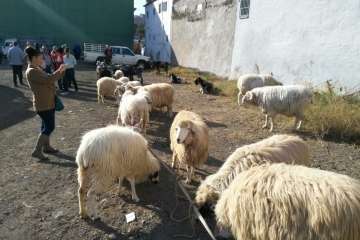La feria de ganado despega en Jinámar (Foto Antonio Alí y Francisco Javier Santana)