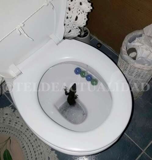 Imagen del animal (Foto TA)