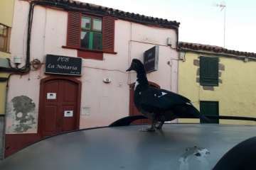 Pato 'urbanita' en Telde (Foto TA)