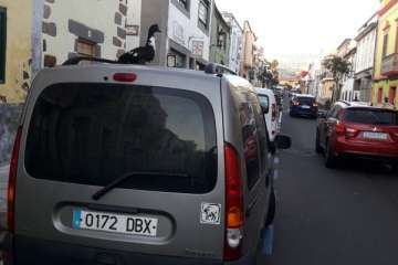 Pato 'urbanita' en Telde (Foto TA)