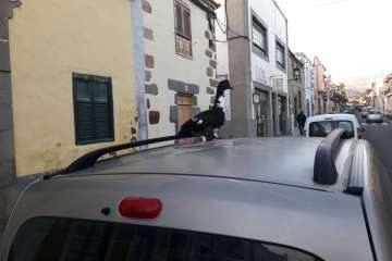 Pato 'urbanita' en Telde (Foto TA)