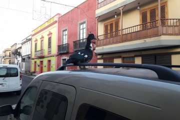 Pato 'urbanita' en Telde (Foto TA)