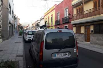 Pato 'urbanita' en Telde (Foto TA)