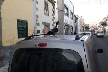 Pato 'urbanita' en Telde (Foto TA)