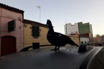 Pato 'urbanita' en Telde (Foto TA)