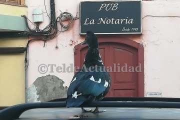 Pato 'urbanita' en Telde (Foto TA)