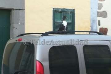 Pato 'urbanita' en Telde (Foto TA)